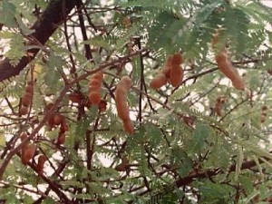 tamarindo