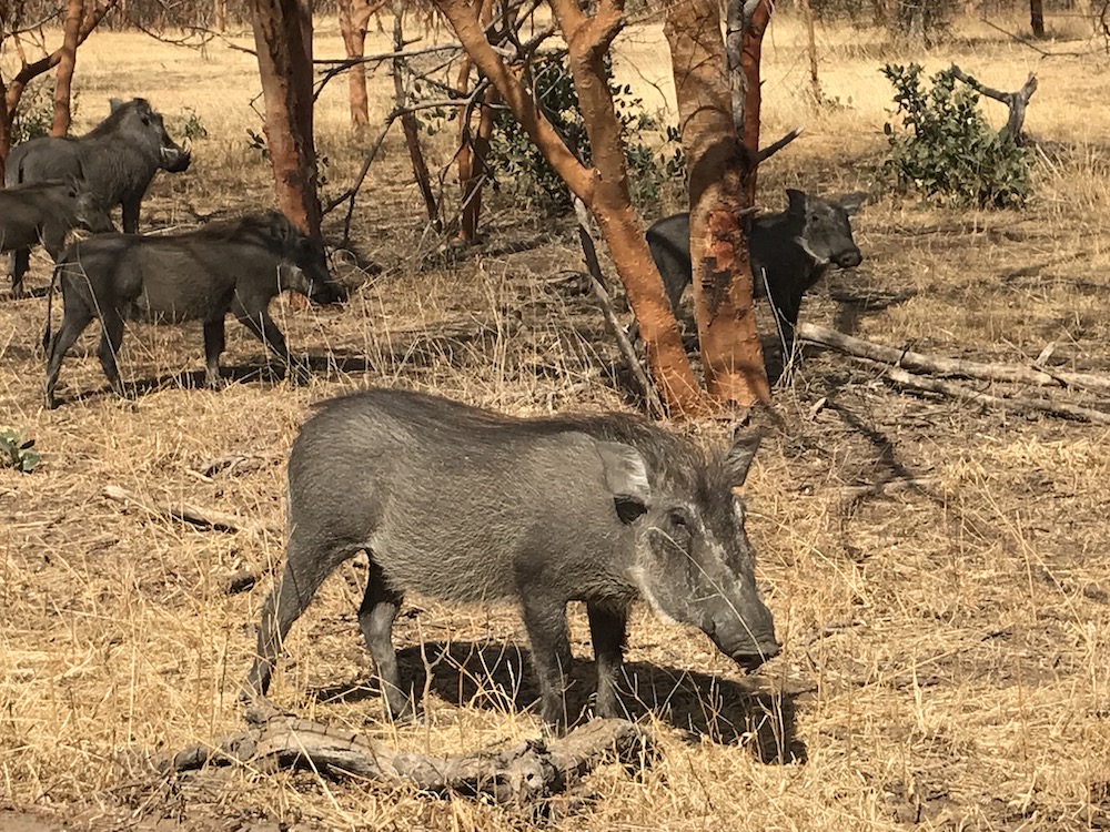 セネガルツアー　セネガル旅行